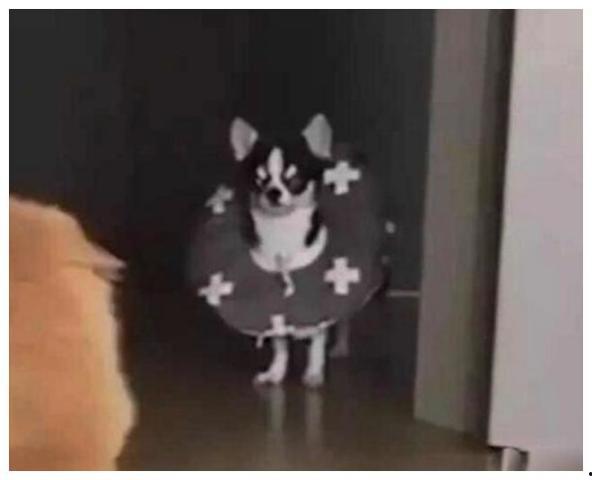 娱乐吃瓜酱狗狗打猫咪